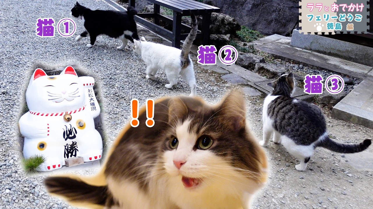 【フェリー猫旅どうご編②】ララたん謎行動のワケ＆徳島の「猫神さん」看板にゃんズに遭遇☆