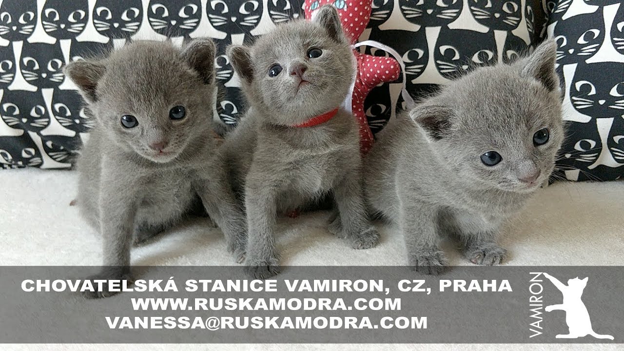 14 WEEKS OF LIFE IN OUR BREEDING STATION RUSSIAN BLUE CATTERY VAMIRON, CZ - LITTER C - 4:53