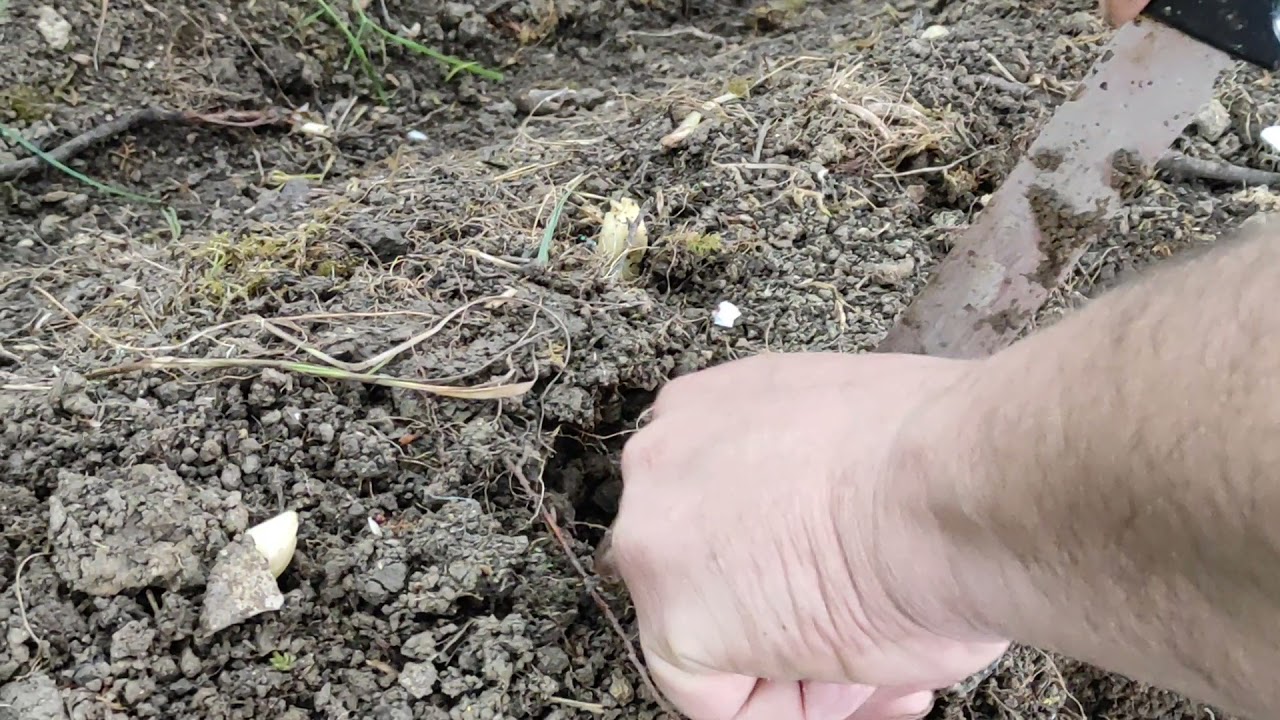 Spargel wei&szlig;er Spargel ernten nach zwei Jahre top oder flop