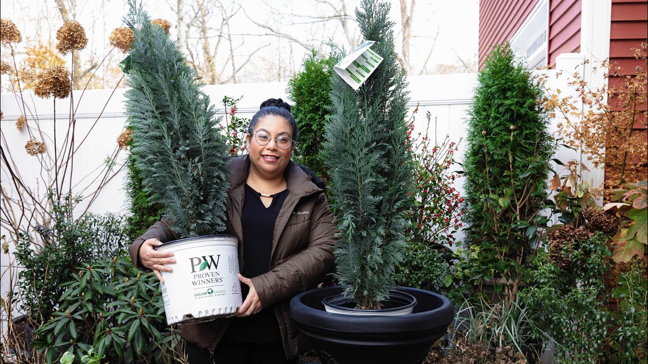 Planting Evergreens In Containers // Pinpoint Blue False Cypress // Garden Obsessions