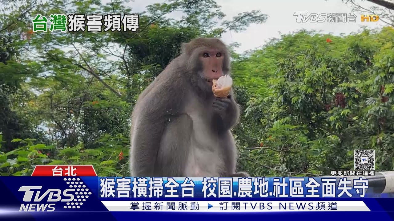 獼猴數量5年後恐失控! 專家憂「闖入市區」 已非保育類可獵捕｜十點不一樣20260114 @TVBSNEWS02