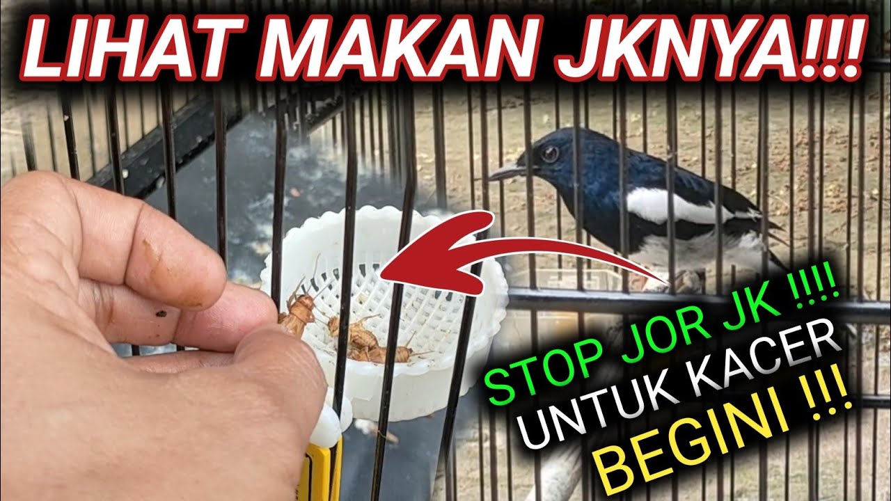 KALIAN LIHAT CARA MAKANNYA SAYA KASIH JANGKRIK 5 SAJA KACER INI AGAR GACOR SIAP TARUNG LAGI