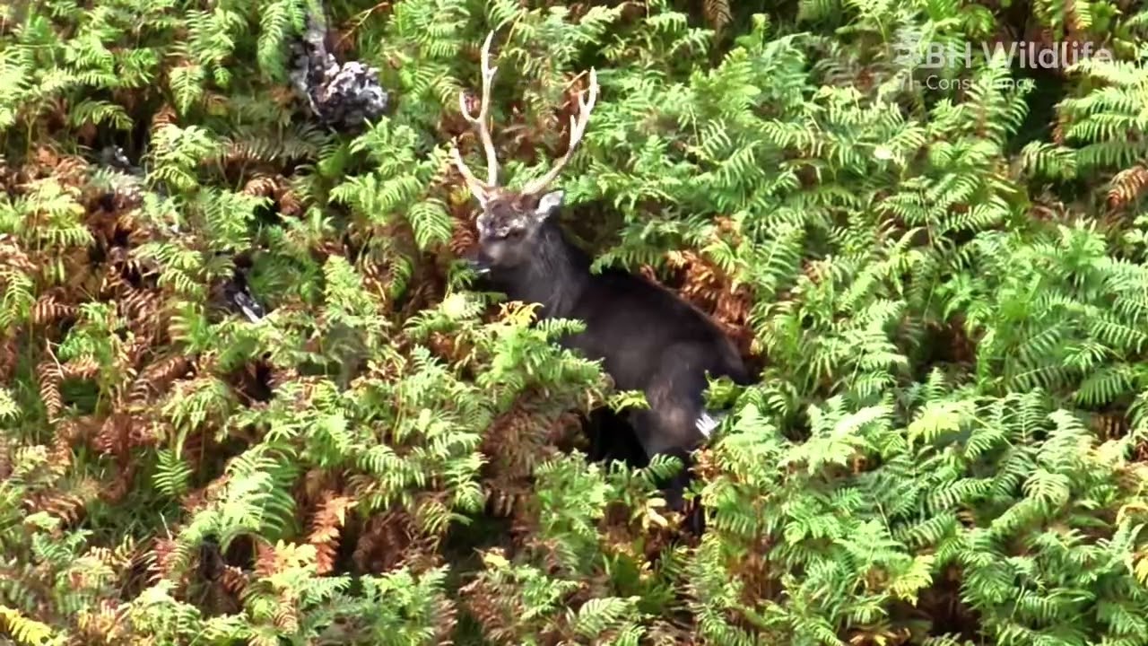 BH Wildlife Consultancy 2024 Review