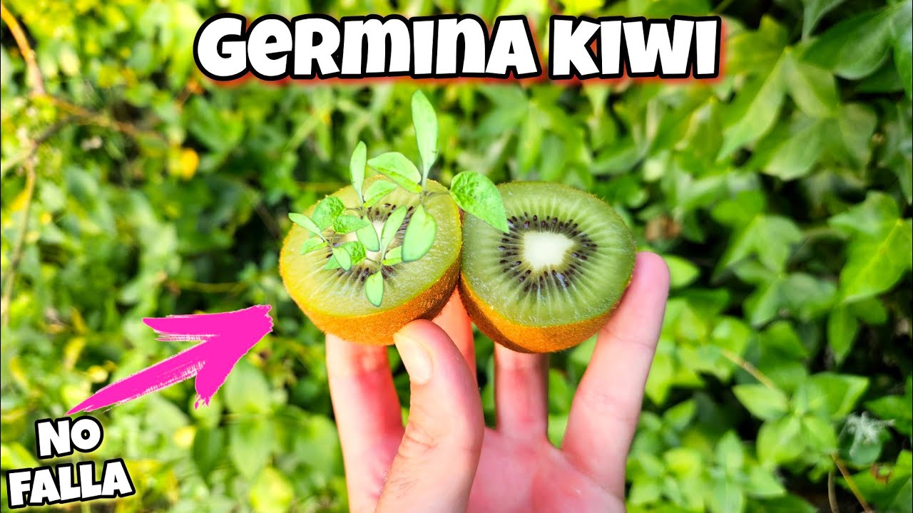 Cientos de PLANTAS de KIWI RÁPIDO! Germinar KIWIS (Plantar y Sembrar semillas de kiwi Fácil)