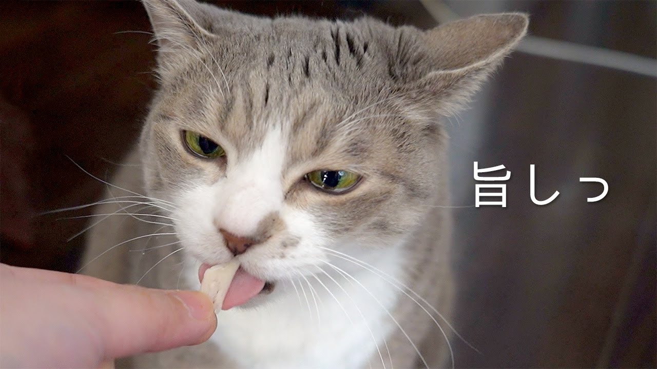 【カリカリツアー】うちの猫ごはん | #モアクリ Vlog053
