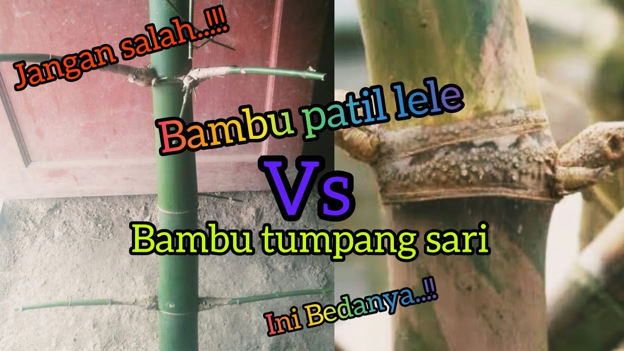 perbedaan bambu unik patil lele dengan bambu unik tumpang sari