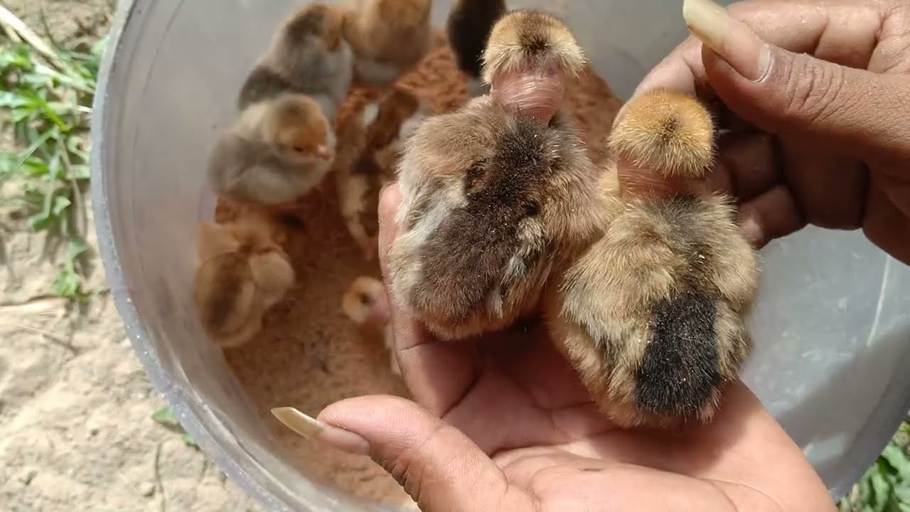 Separating chicks from their mothers to keep them warm for the day  #chicken 
