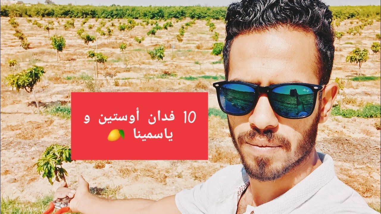 عرض مزرعة مانجو 10 فدان | تقليم صنف أوستين و ياسمينا عمر سنة | الدورة الثانية تقليم تحت العقدة 🥭
