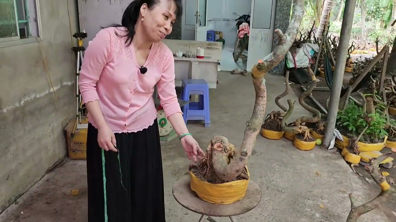 Mùng 3 Tết Chị Vân 0857703620 mai phôi bonsai dáng đế đẹp giá rẻ