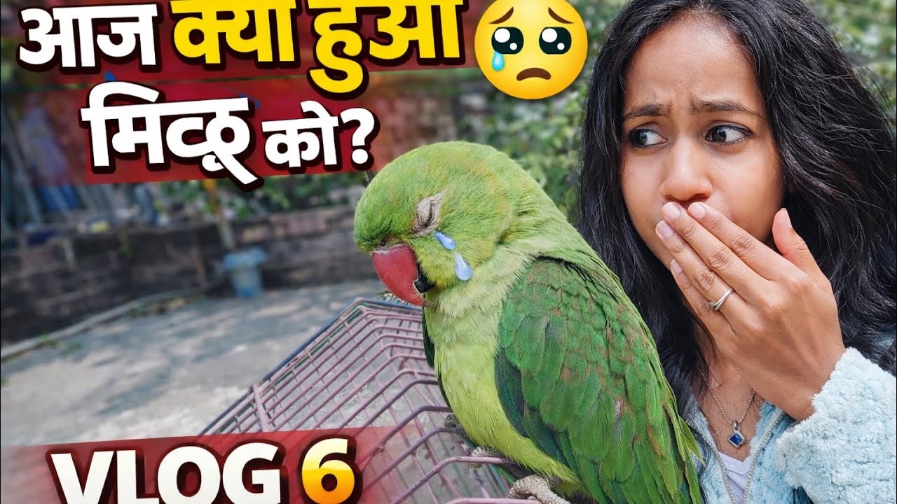 आज क्या हुआ मिट्ठू को 😯😲#MitthuVlog##MeraMitthu#TalkingParrot#CuteParrot#longvideo #vlog 