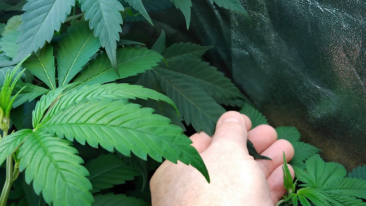 KUSH & SKUNK Old School seed run