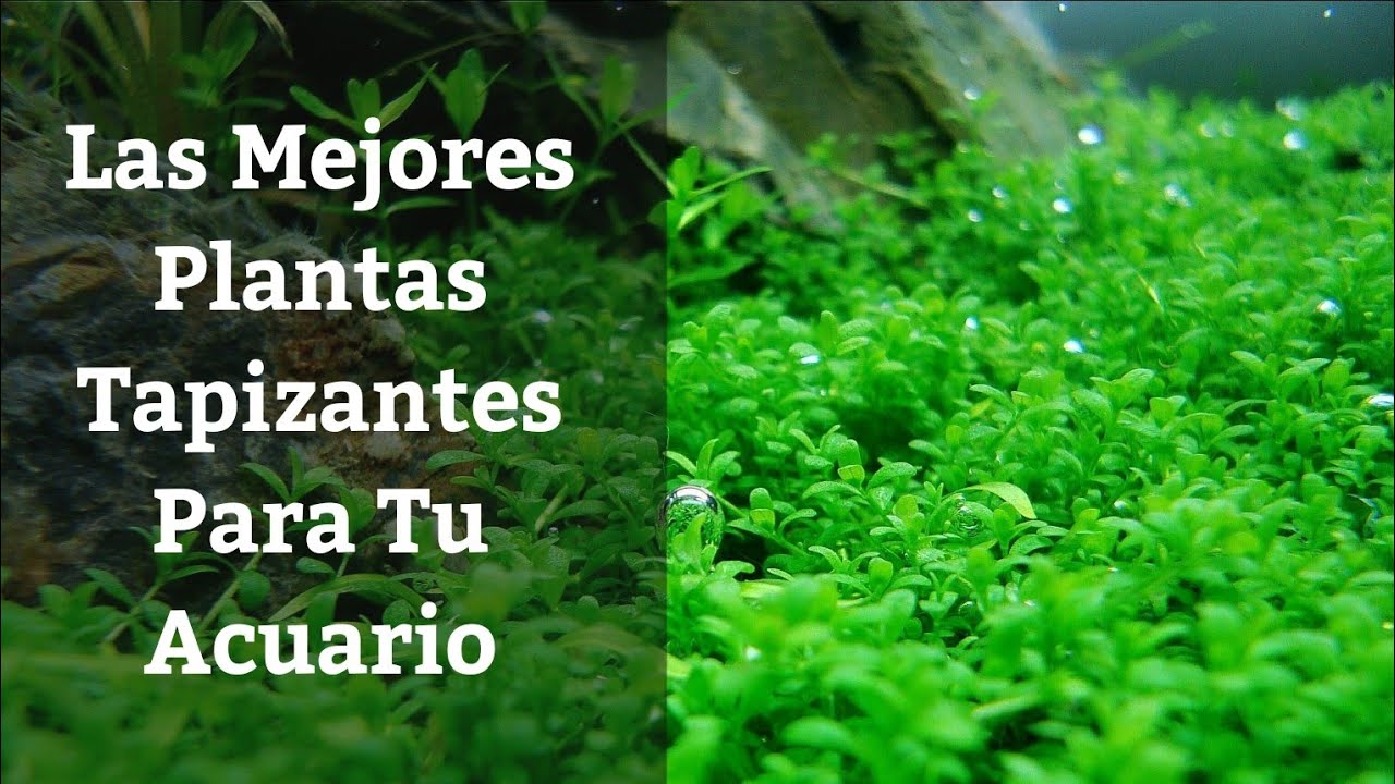 🔵 Las Mejores Plantas Tapizantes Para Tu Acuario (Acuarios MB) @PezVerde