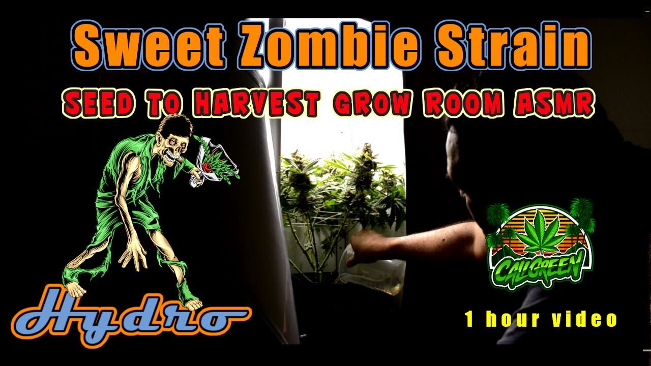 Sweet Zombie Seed to Harvest Grow Room ASMR