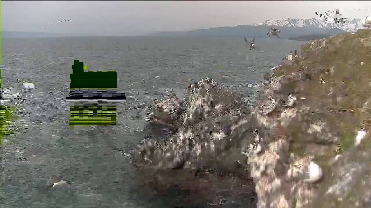 Cliff-Nesting Seabirds of Gull Island