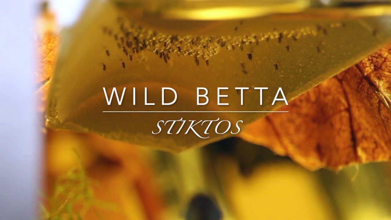 Wild Betta Stiktos F4