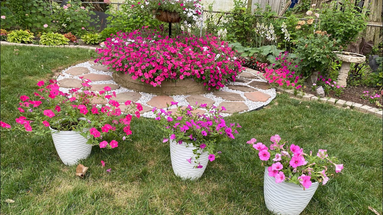 Petunia update- PW vs WAVE vs TIDAL
