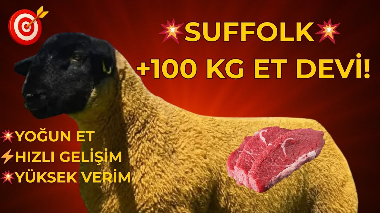 💥 SUFFOLK🥩ETİN💰SERVETE D&Ouml;N&Uuml;Ş&Uuml;!💥#koyunculuk #koyun #kuzu #sheep #suffolk #kuzueti #&ccedil;iftlik #k&uuml;&ccedil;&uuml;kbaş