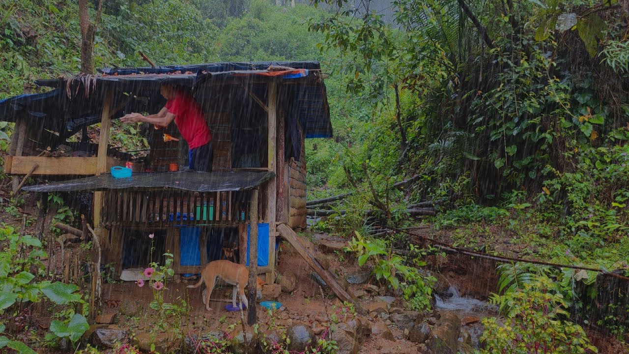 Kedinginan 🥶 Tiba-tiba Hujan Deras - Panen Umbi Talas Untuk Di Rebus - Tinggal Di Pondok Hutan