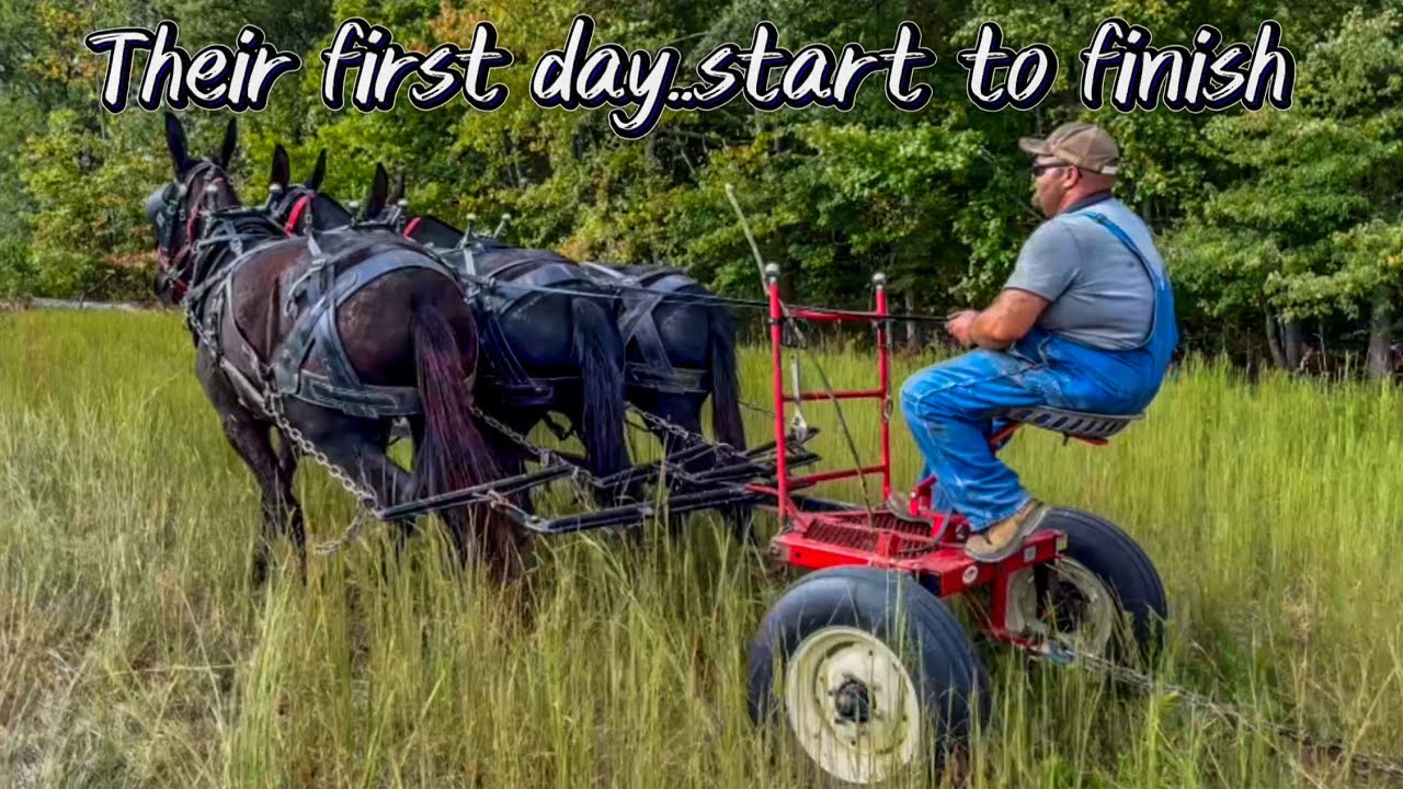 FIRST DRIVE FOR MAY AND JUNE: TRAINING DRAFT MULES  #147