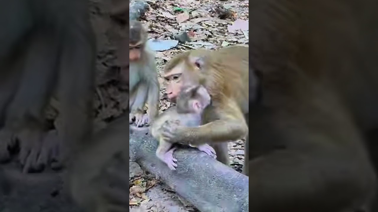 Life of Monkeys: The mother monkey quickly hugged her baby tightly, afraid it would be caught.