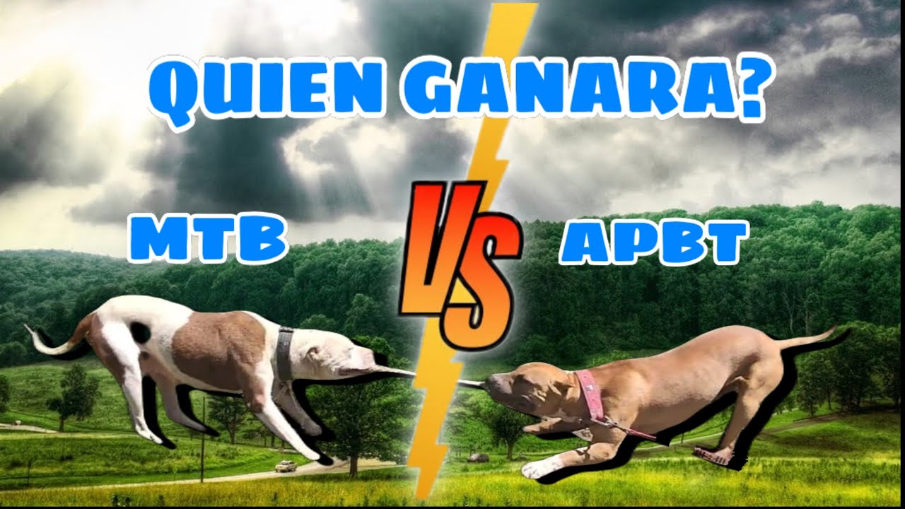 American pitbull terrier vs Mestizo tipo bull 😱❤️ / apbt vs mtb / competencia de fuerza 🤯