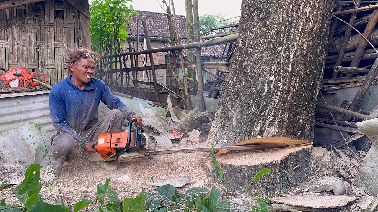The last tree is the hardest… Cutdown 3 trees with strongest chainsaw ‼️