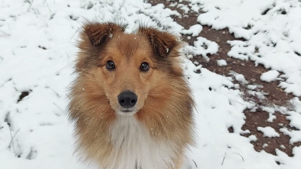 Sheltie Evoli im Winter - der erste Schnee 2021 / first snow in 2021 ❄