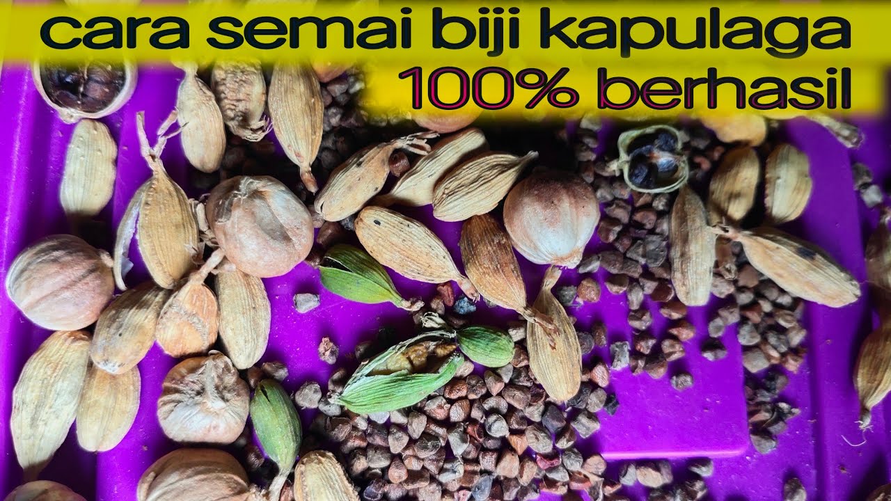 cara semai biji kapulaga agar berhasil tumbuh