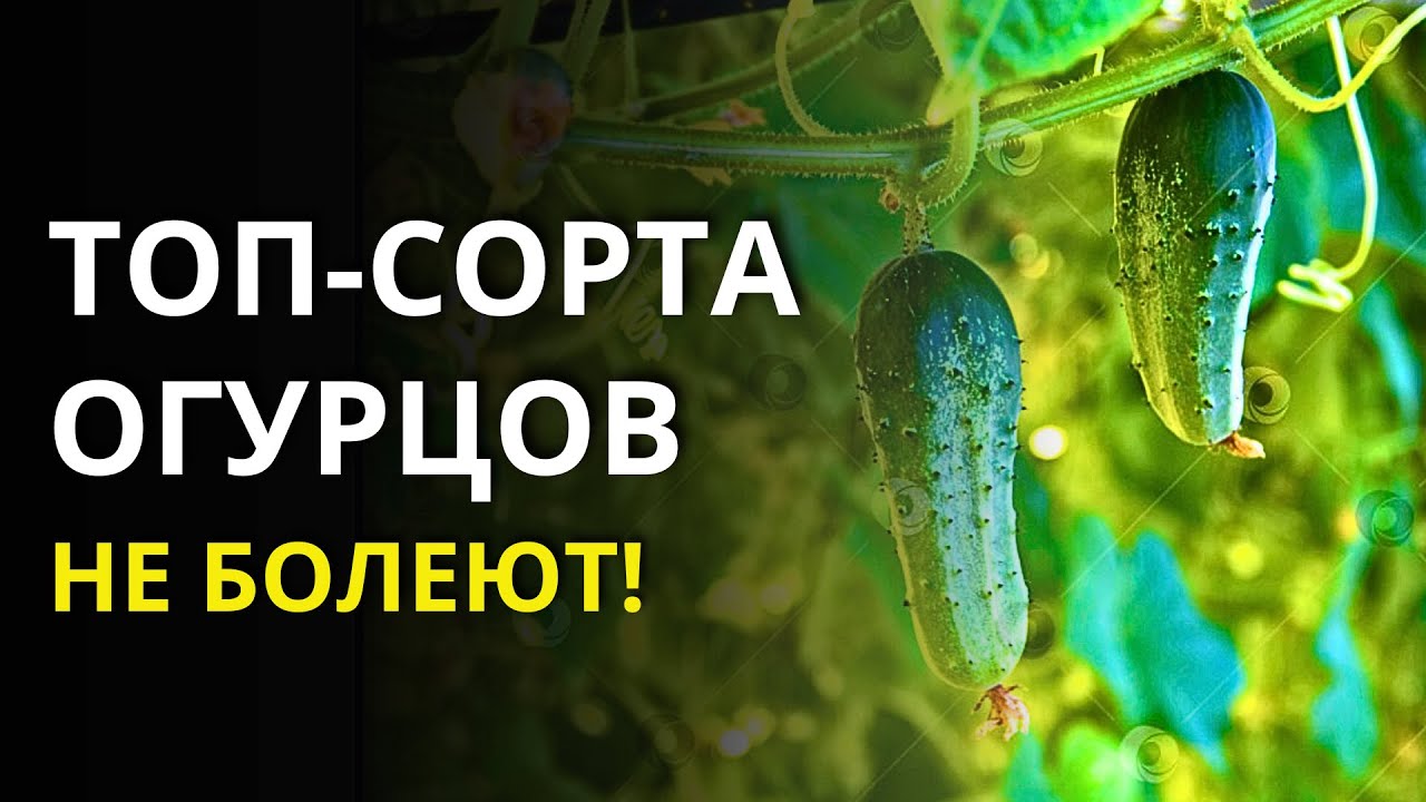 Дача в Германии. Сорта и гибриды резистентных огурцов, на которые стоит обратить внимание уже сейчас