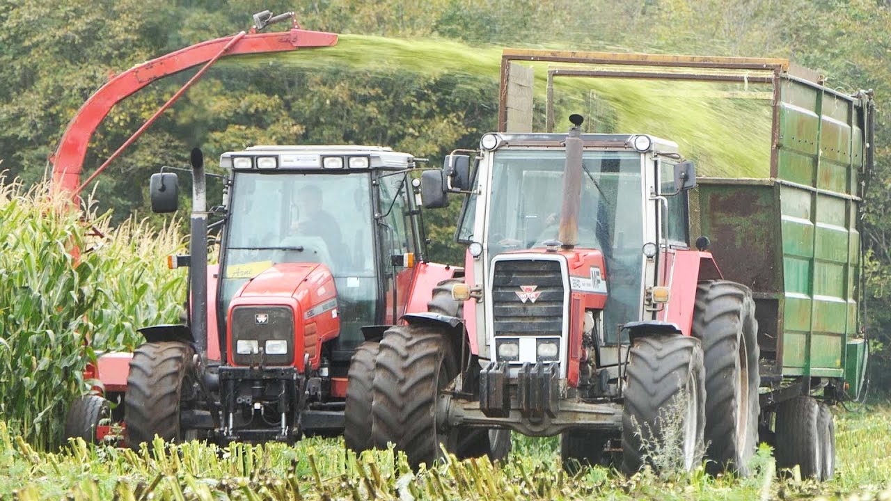 Massey Ferguson 6260 in the field chopping corn w/ JF FC 800 Forage Harvester | Maize Season 2022