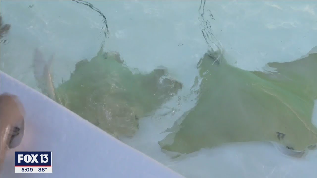 Stingrays mysteriously die at ZooTampa