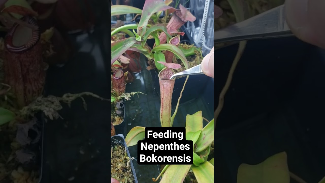 Feeding Nepenthes Bokorensis (Asian Carnivorous Pitcher Plant) #nature #carnivorousplant #plants