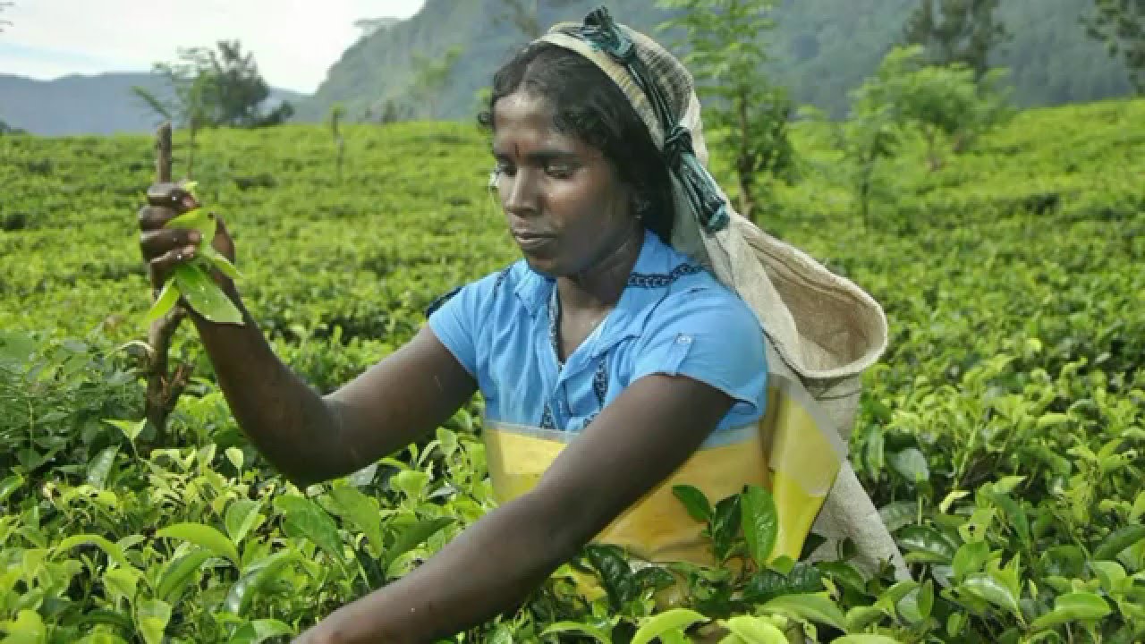 ŁZA Z POLICZKA INDII z Rainbow Tour     SRI LANKA grudzień 2015