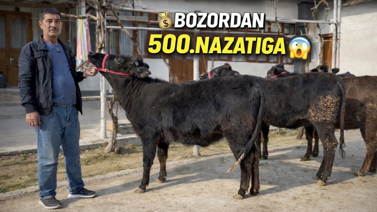 👁️KARIM TOGADAN KATA AKSIYA 500.10000.ARZONIGA BOLIP KETI SHOSHLIG 2026_01_28_febral.