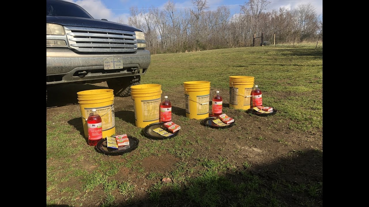 How to make soured corn for hog hunting
