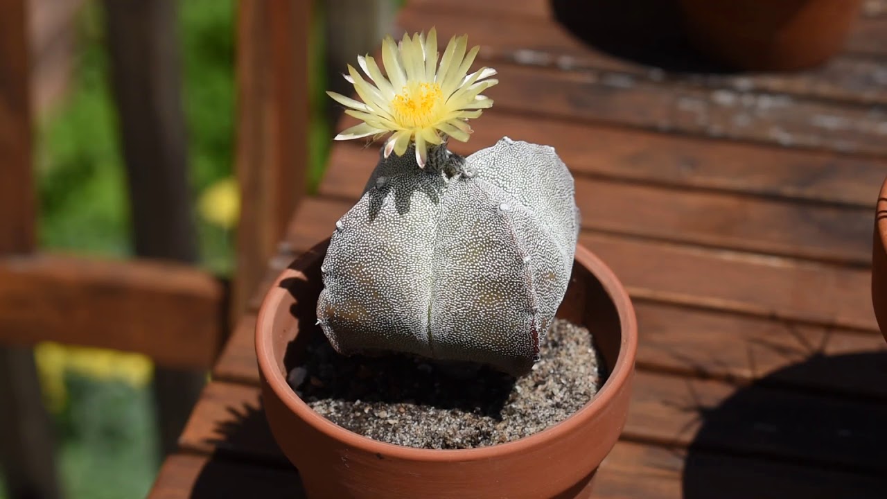 How I take care of cactus Astrophytum myriostigma