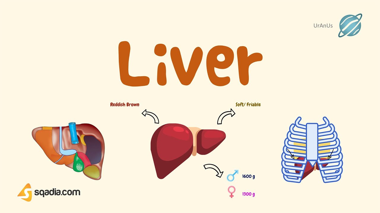 Liver | Human Abdominal Organs | Medical Student Anatomy Education