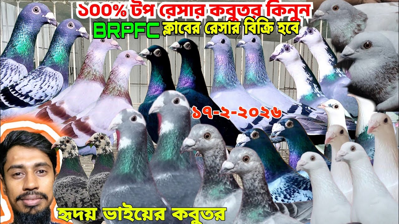 সস্তা দাম BRPFC BRPEL ক্লাবের রেসার কবুতর কিনুন। রেসার কবুতর দাম জানুন। আসাল রেসার কবুতর, হৃদয়ের 