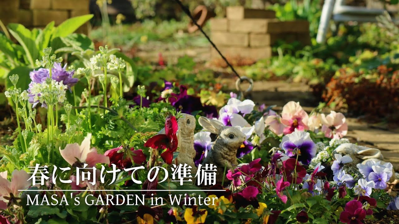 【庭Vlog】冬の寒さに耐える花たちと春に向けたガーデンへの準備