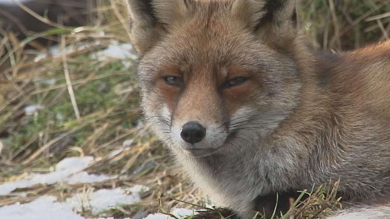 Korte natuurfilm winterbeelden met o.a. vos, ree, waterral, ijsvogel  2015