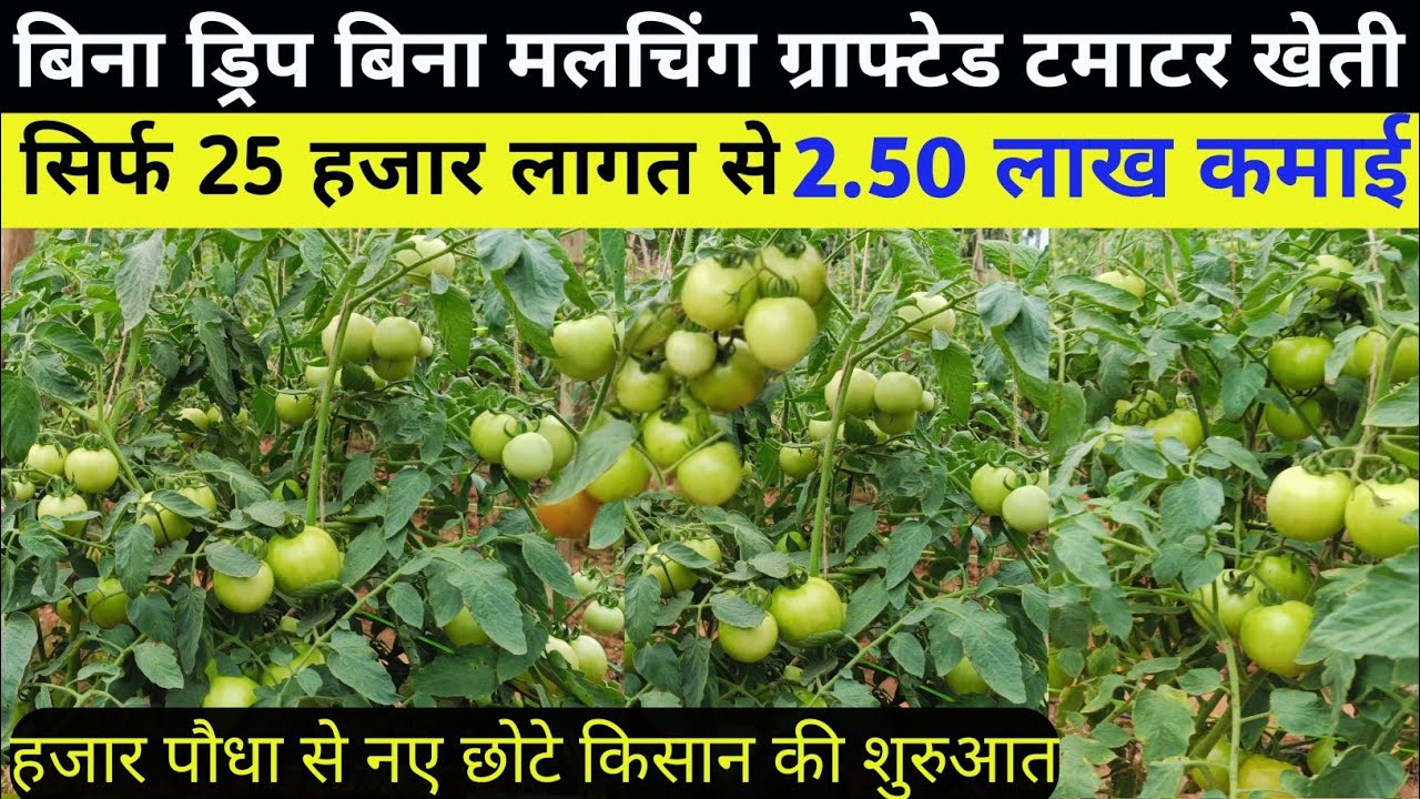 Bina Drip Bina Malching Ke Grafted Tamatar Ki Kheti 🍅 25 हजार लागत 2.50 लाख कमाई #Grafted_Tamatar