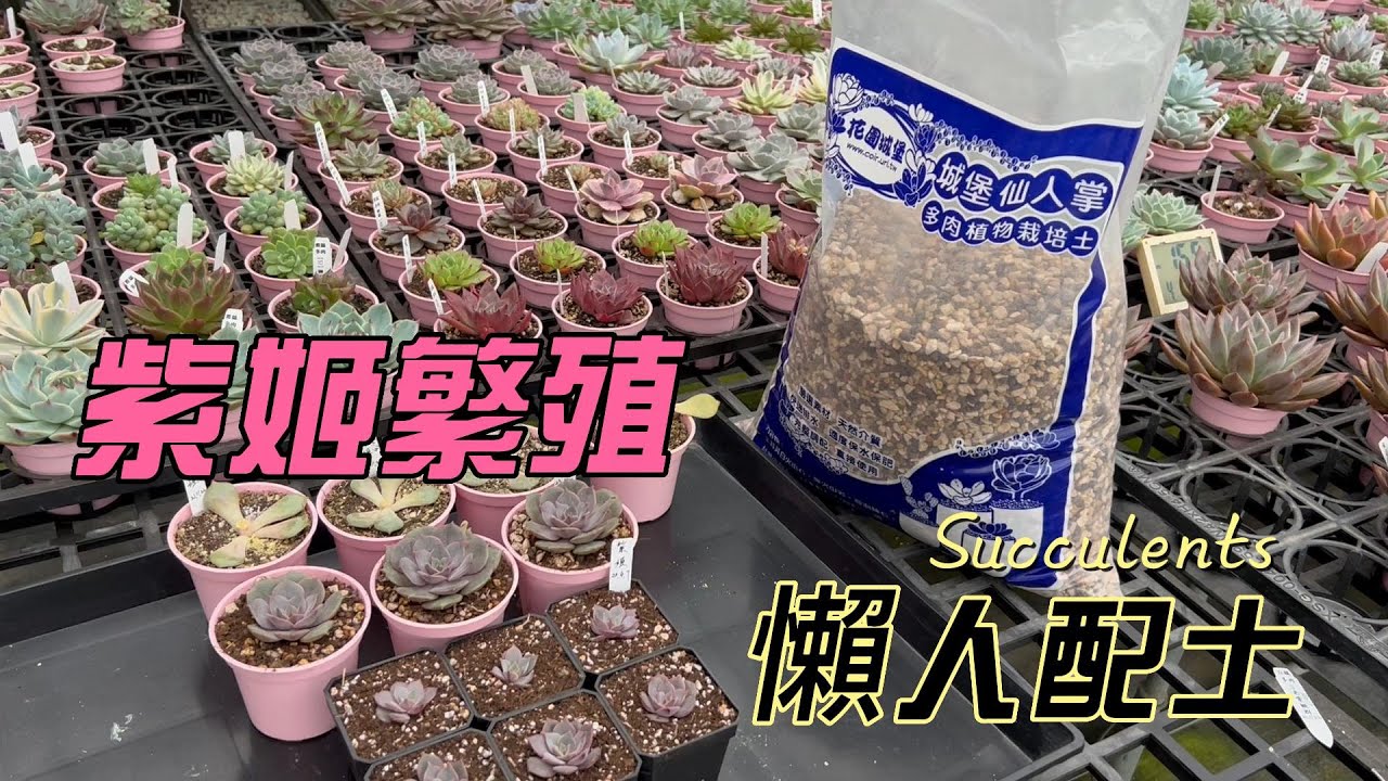 多肉紫姬繁殖與懶人配土 | Succulents | 多肉植物 | 다육이들 |