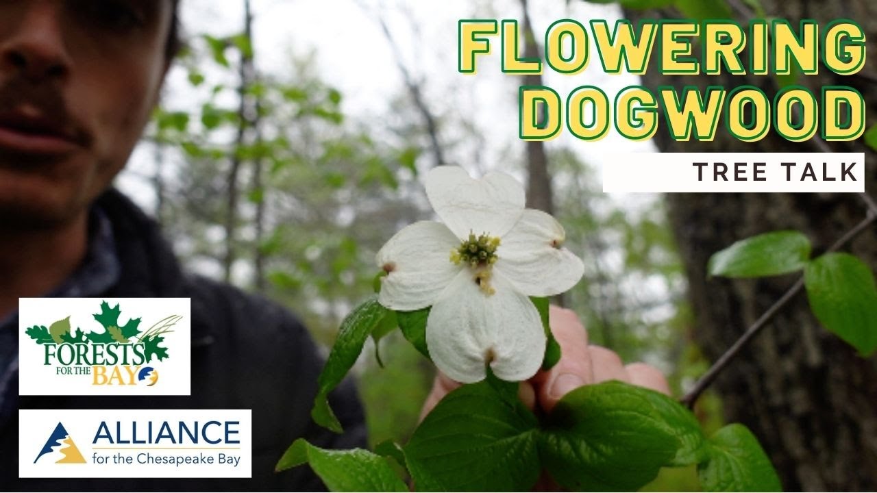 Tree Talk: Flowering Dogwood