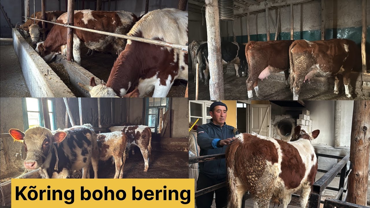 Õzimizni fermadan sigir boqish va sotiladigan sigirlar sõraganlarga kõring