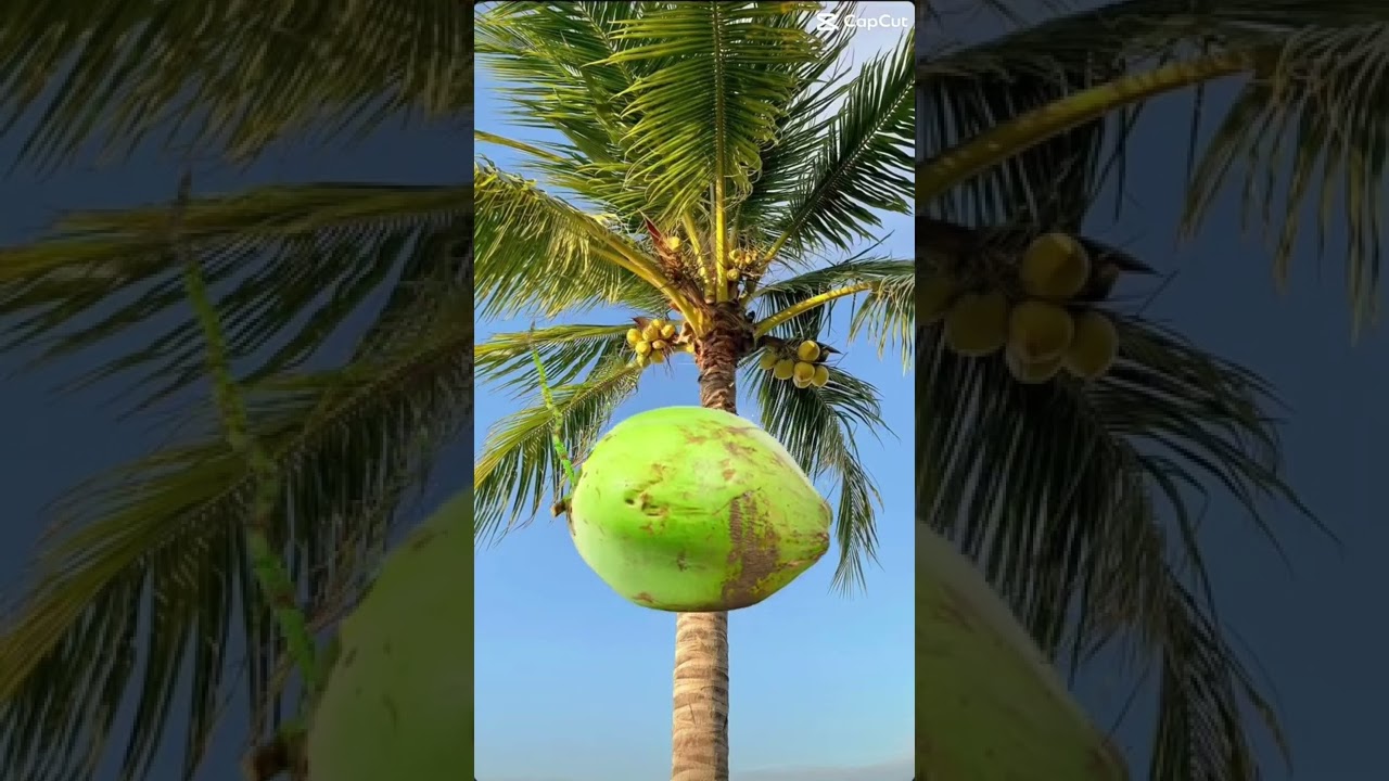 Cute baby kalbo #shorts #reels #amazing #funny #cute #love #coconut #satisfying #cutebaby
