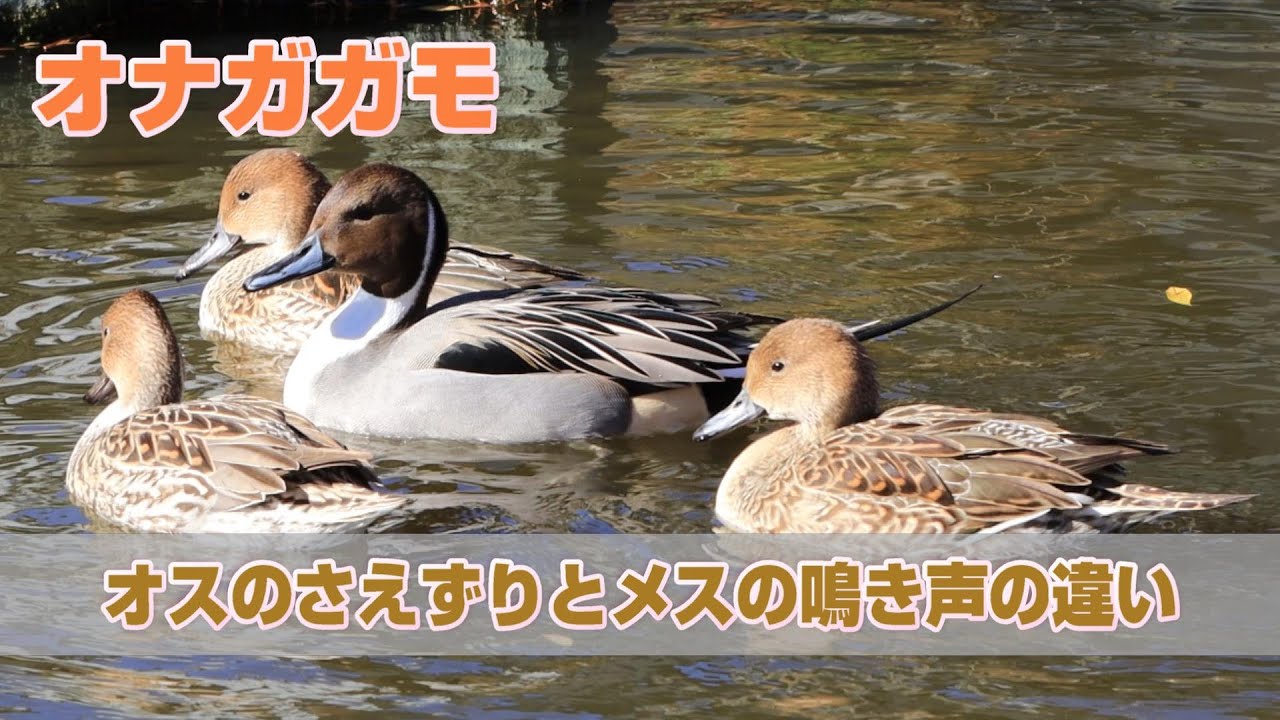 オナガガモのオスとメスの鳴き声の違いと求愛ディスプレイ　2023年1月3日