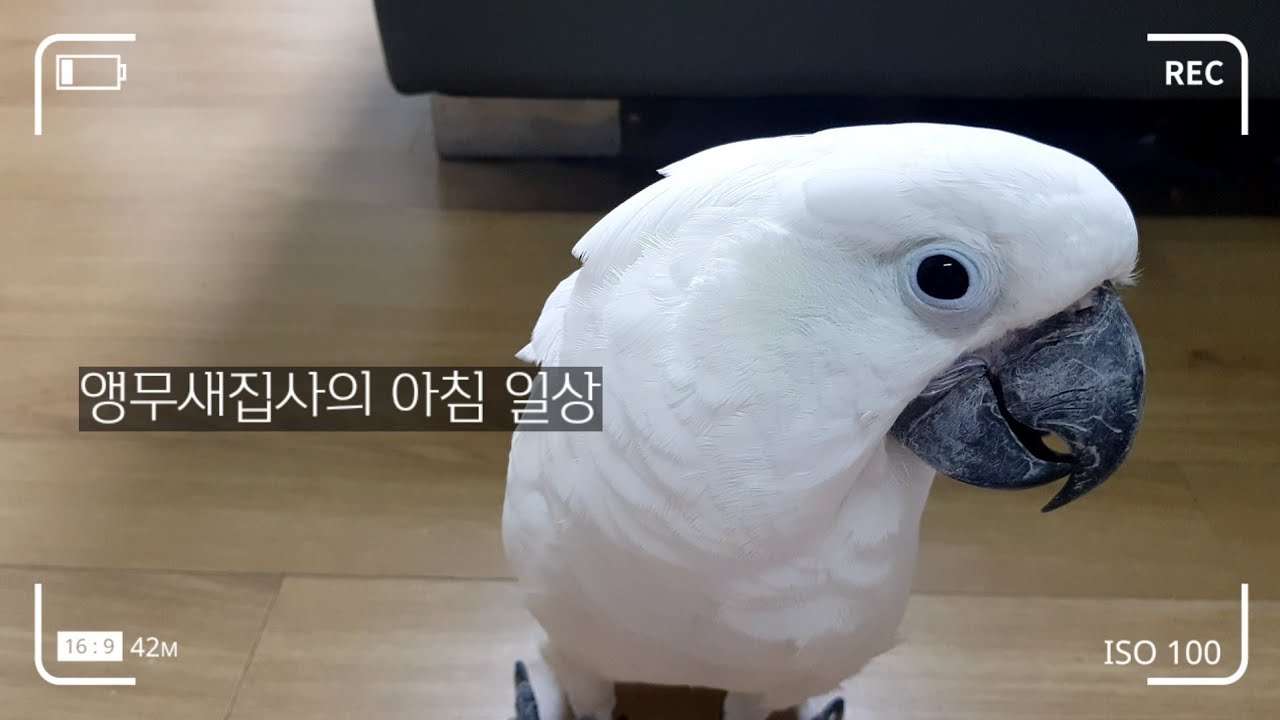 대형앵무새 두마리랑 살면??♡ 앵무새의 일상~태공브이로그♡
