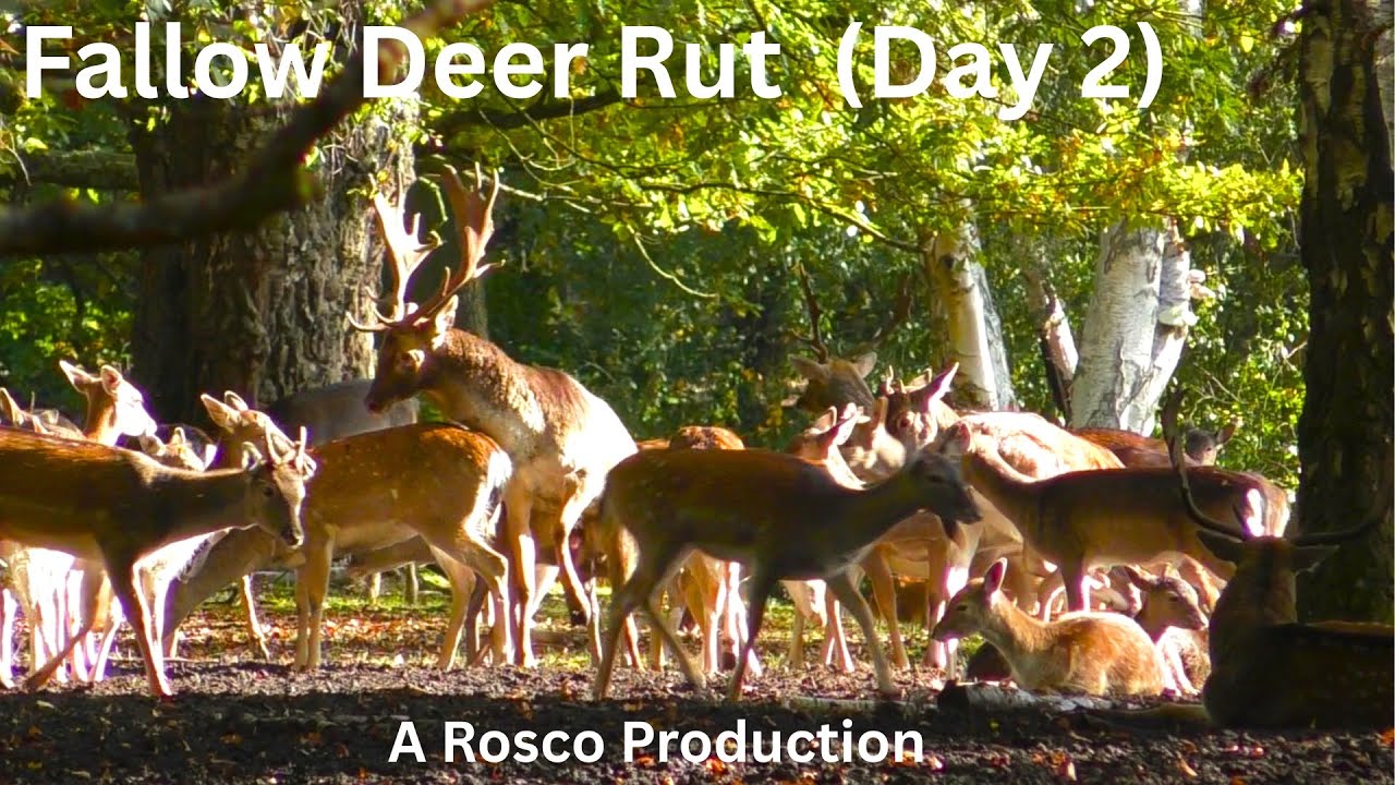 Fallow Deer Rutting Season (Day 2)