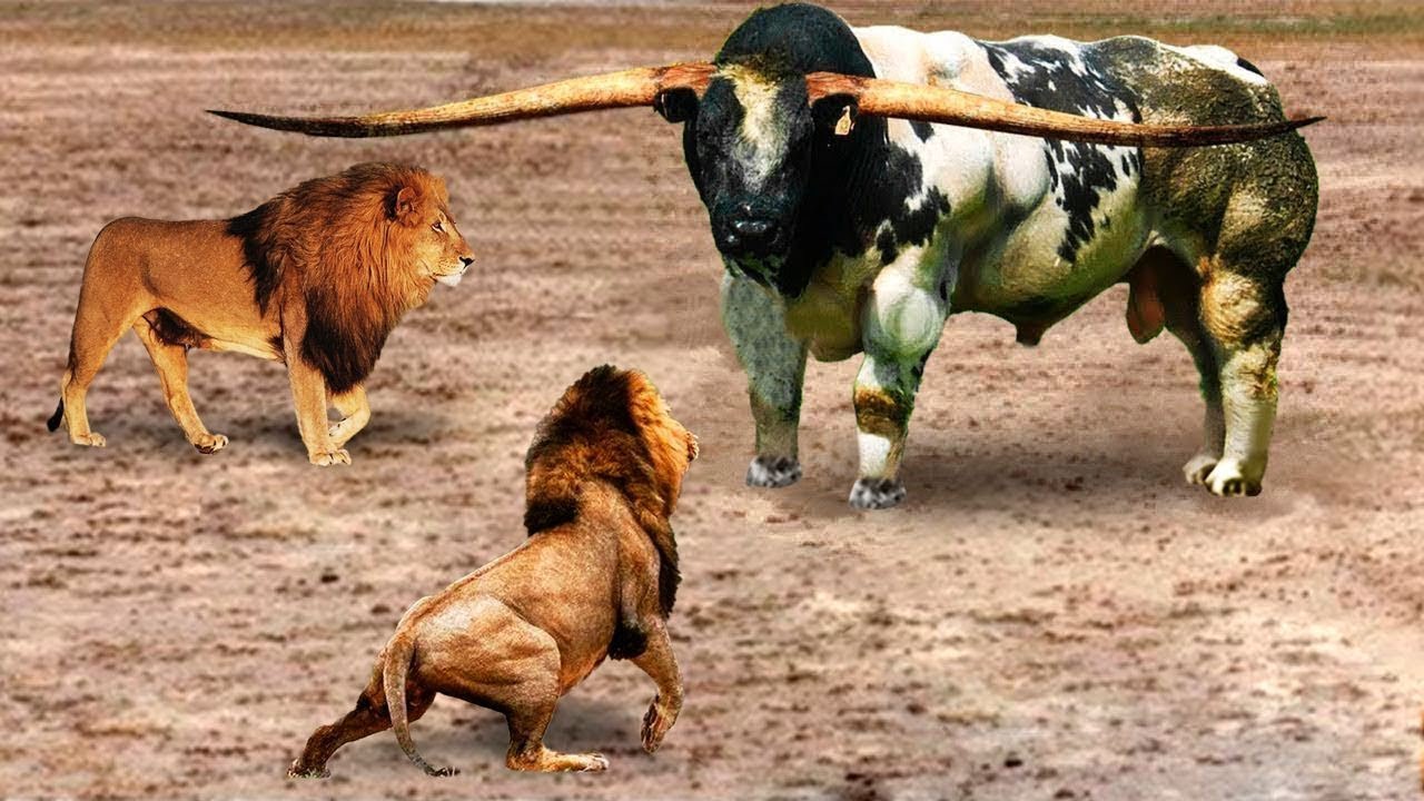 Animals Messed With The Wrong Bull