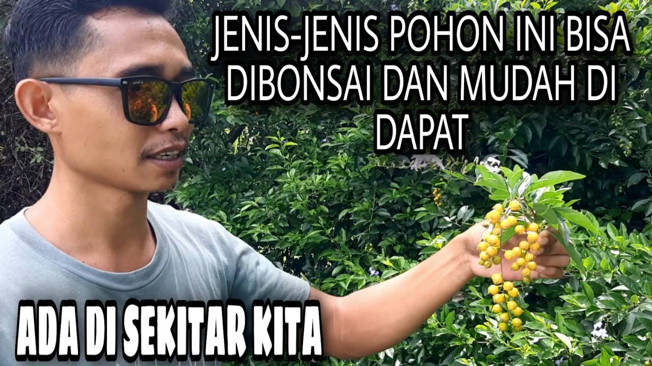 Jenis-Jenis Pohon Yang Bisa Dijadikan Bonsai Yang Ada Di Sekitar Kita